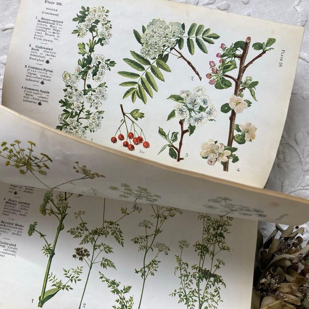 L932 洋書古書　1925年発行　繊細な植物画が美しいアンティーク植物図鑑