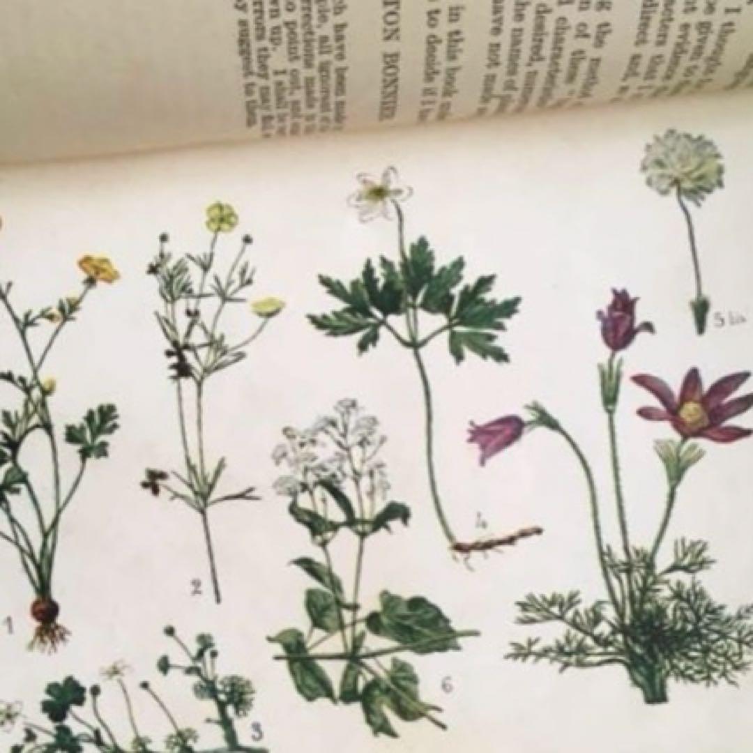 L932 洋書古書　1925年発行　繊細な植物画が美しいアンティーク植物図鑑