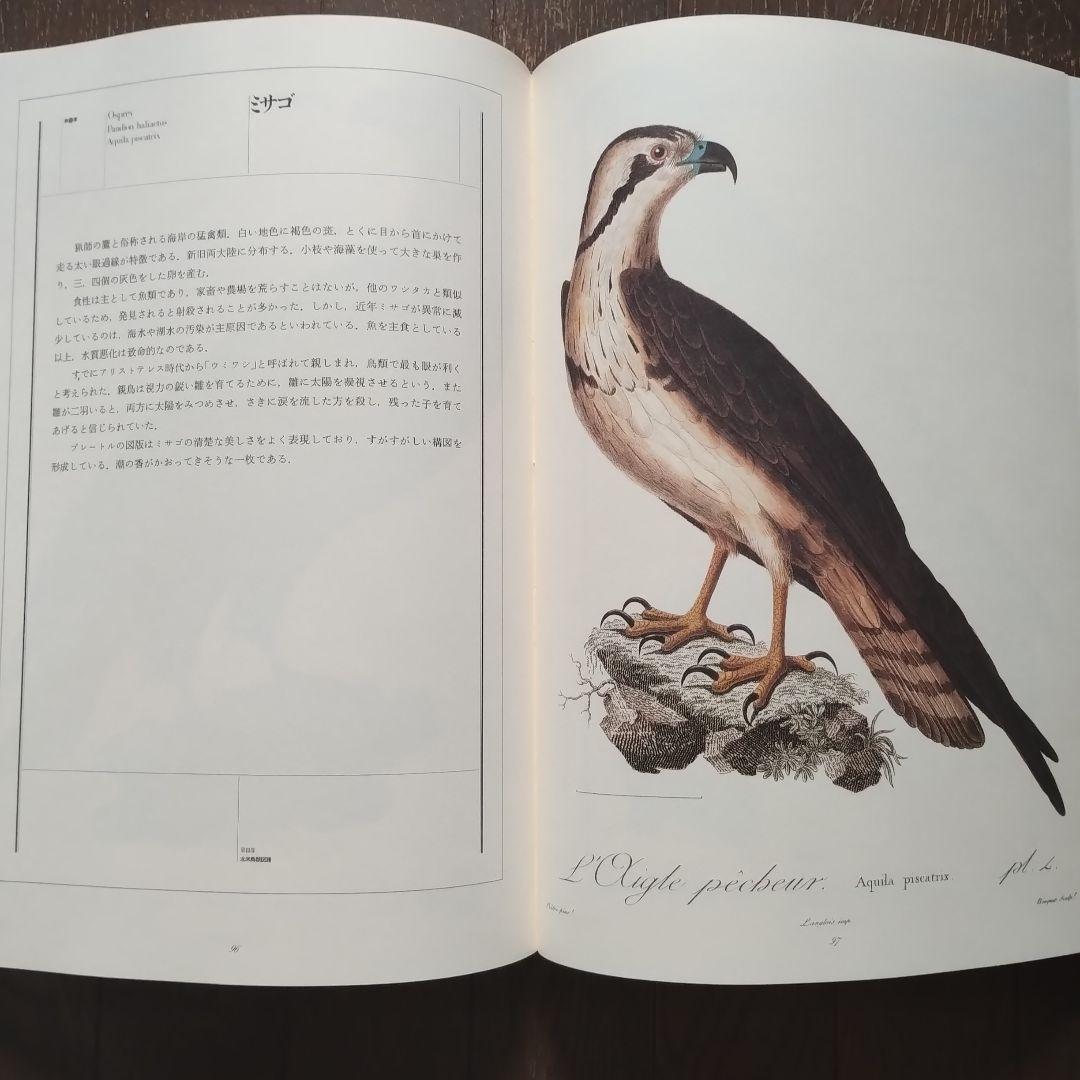黄金の鳥　荒俣宏　1986 リブロポート