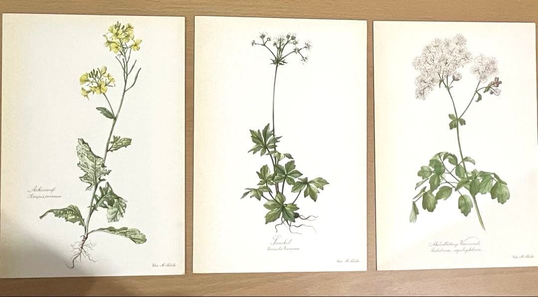 No.289ドイツ ビンテージ 紙もの ボタニカルアート 植物図鑑 水彩画