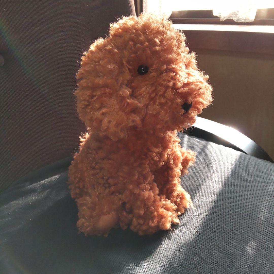 ジェリーキャット トイプードル 犬