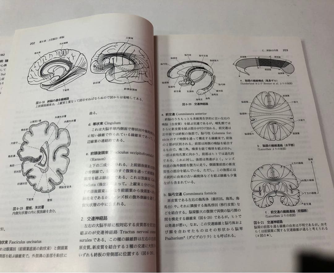 脳解剖学(萬万甫)