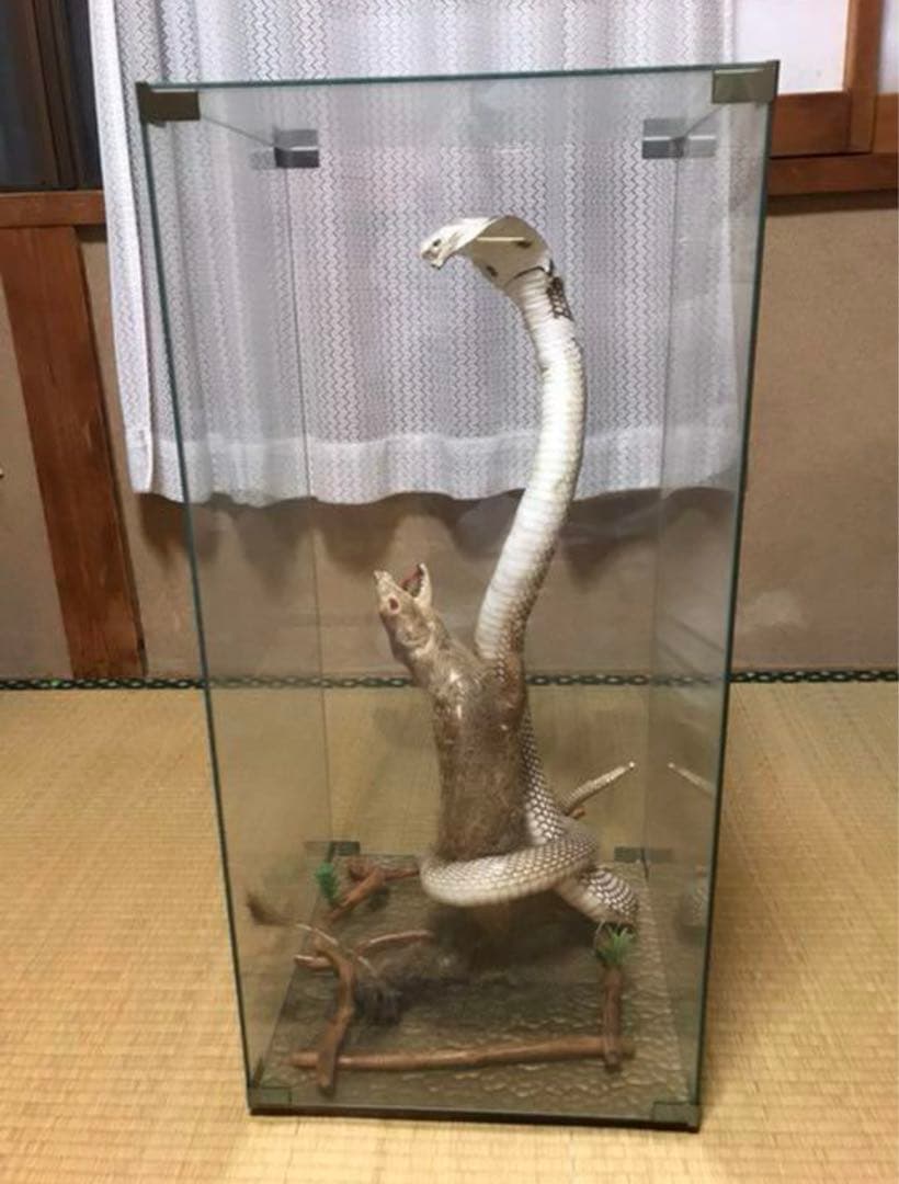 コブラとマングース　剥製