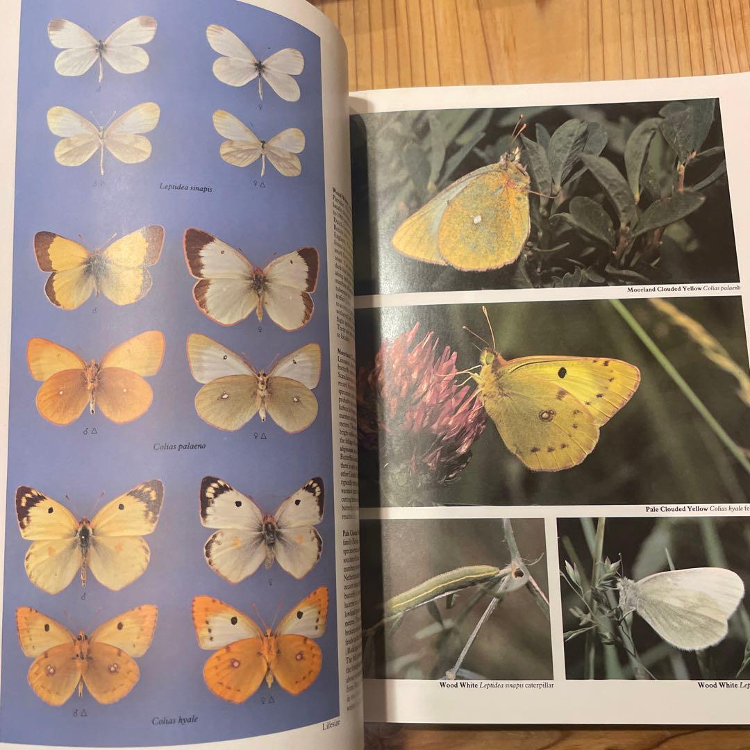 蝶　蛾　図鑑　洋書　バタフライ　Butterflies Moths