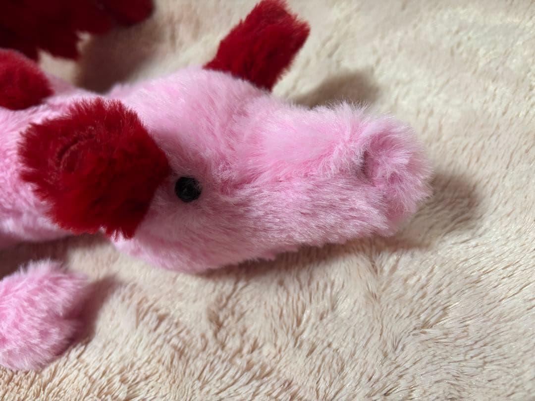 望 ジェリーキャット Heart Dragon ハートドラゴン Mサイズ
