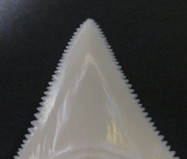 【くまこ】ホホジロザメ（C. carcharias）の歯 48.1mm