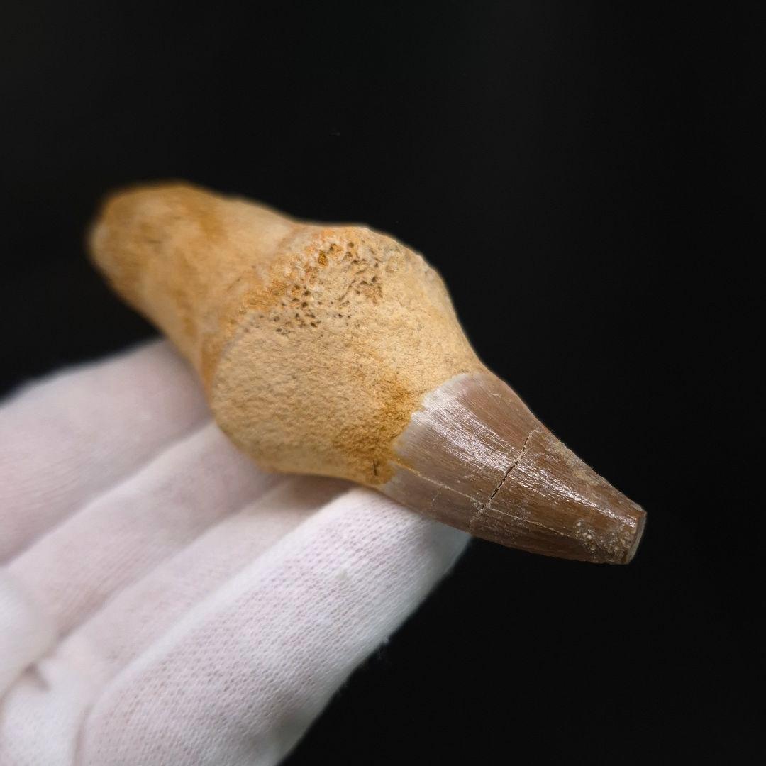 歯根付き モササウルス 化石 歯 本物 モロッコ産 87.54mm mos151