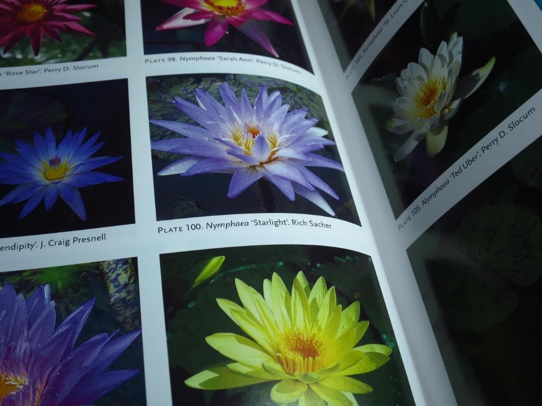 Waterlilies And Lotuses 　蓮・睡蓮　ハス　スイレン