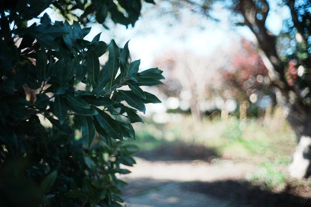 【ライカ】動作◎ Minolta M-ROKKOR 40mm F2 828