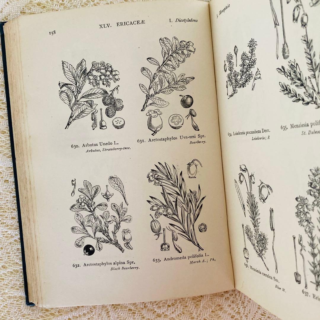 洋書　古書　イギリスの古い植物図鑑　額装にも映える繊細なモノクロ植物画1315点