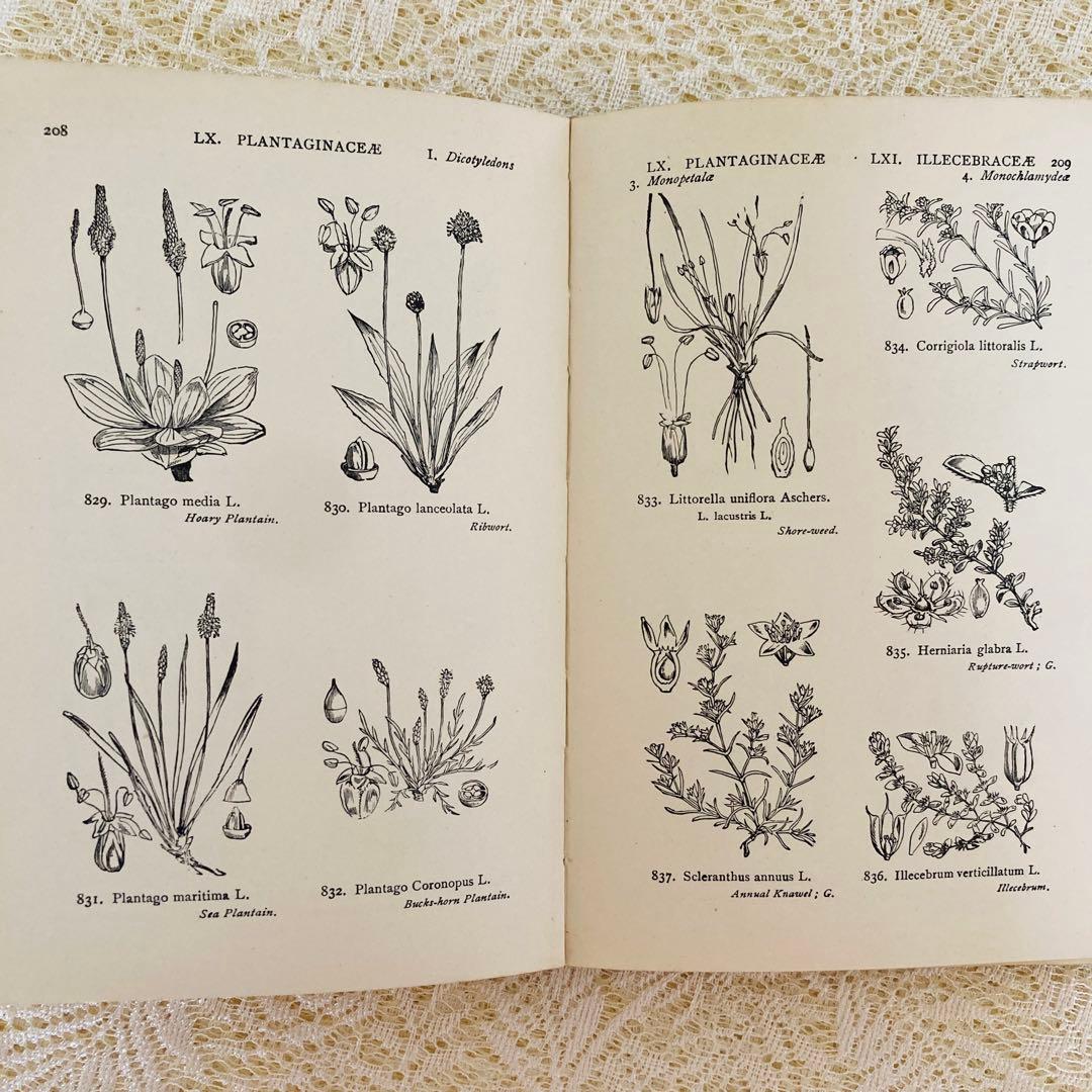 洋書　古書　イギリスの古い植物図鑑　額装にも映える繊細なモノクロ植物画1315点