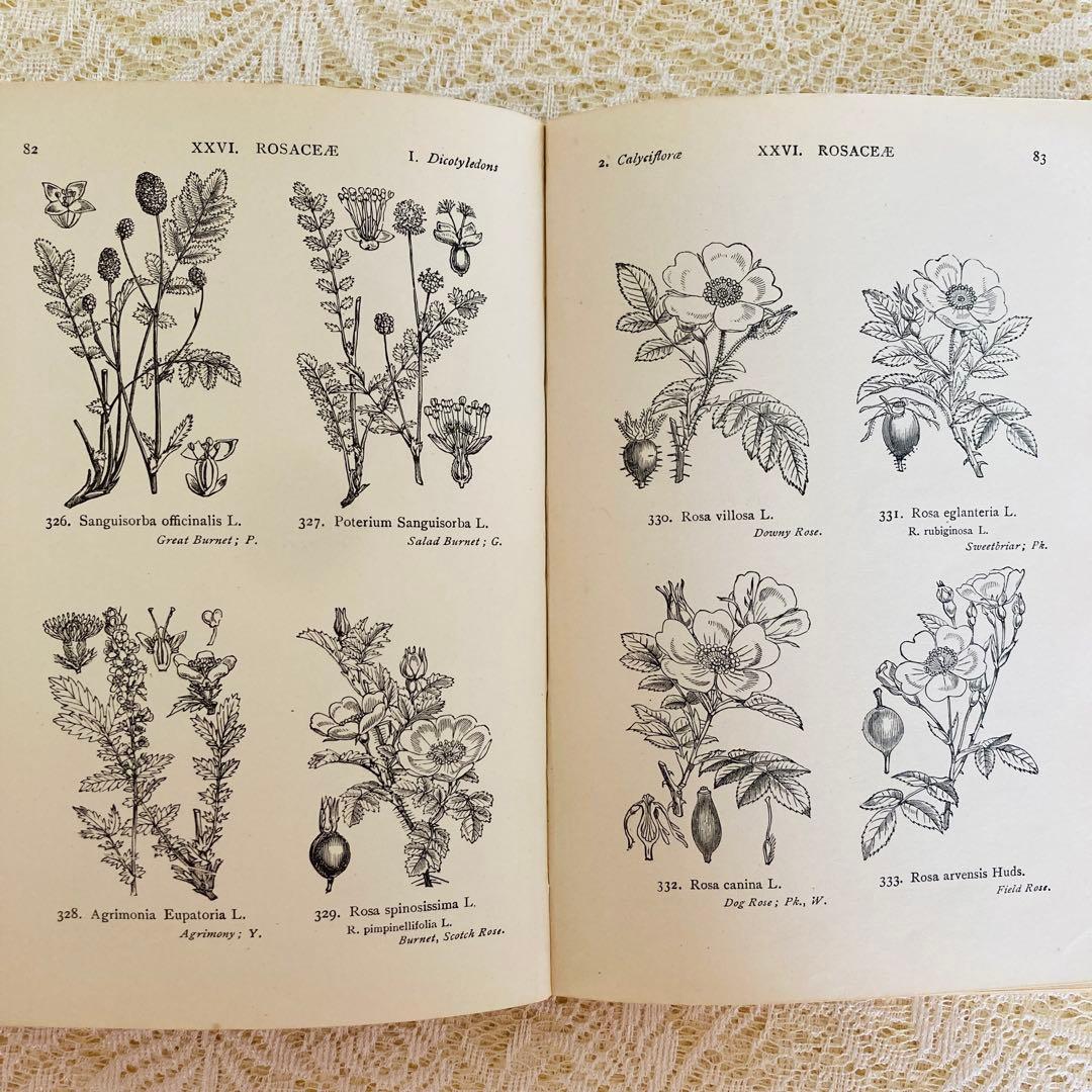 洋書　古書　イギリスの古い植物図鑑　額装にも映える繊細なモノクロ植物画1315点