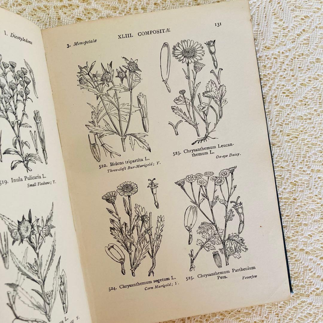 洋書　古書　イギリスの古い植物図鑑　額装にも映える繊細なモノクロ植物画1315点