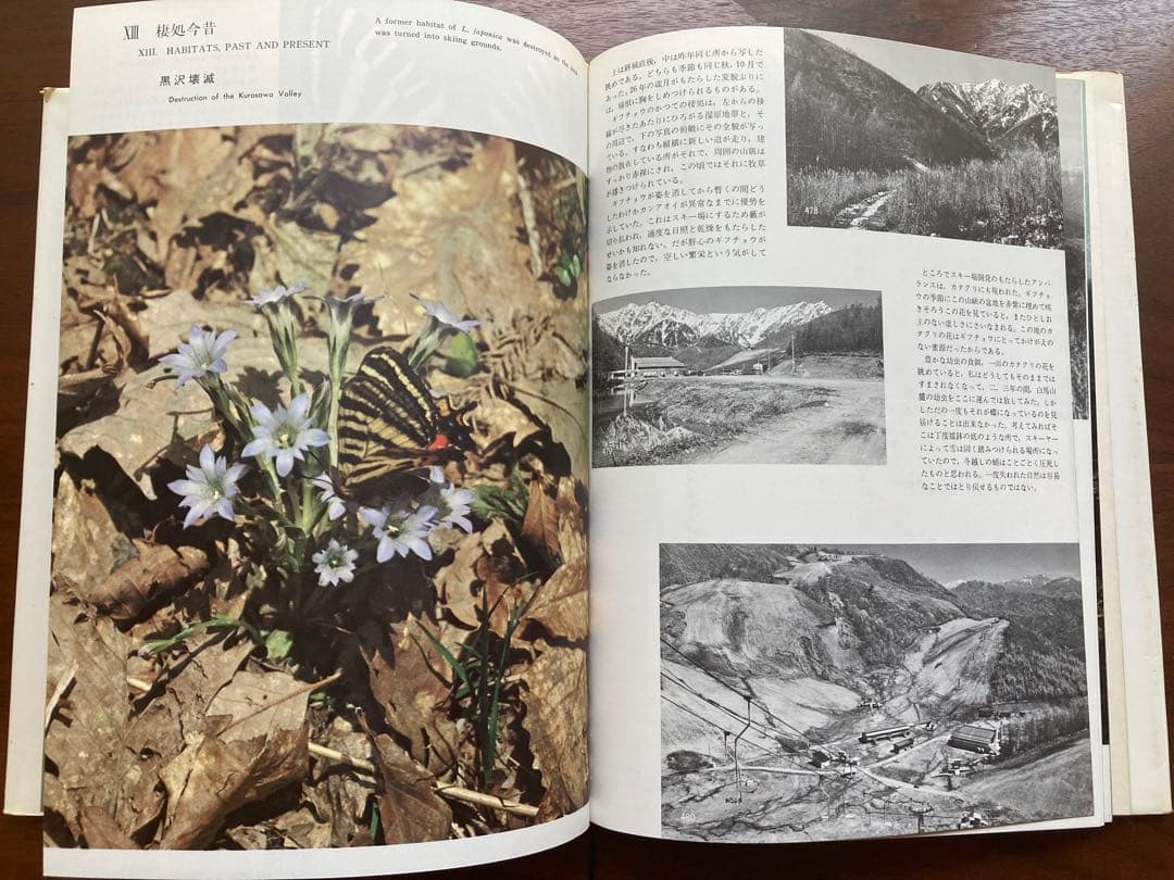 ギフチョウ・ヒメギフチョウ　田淵行男　講談社　生態写真　蝶　写真集