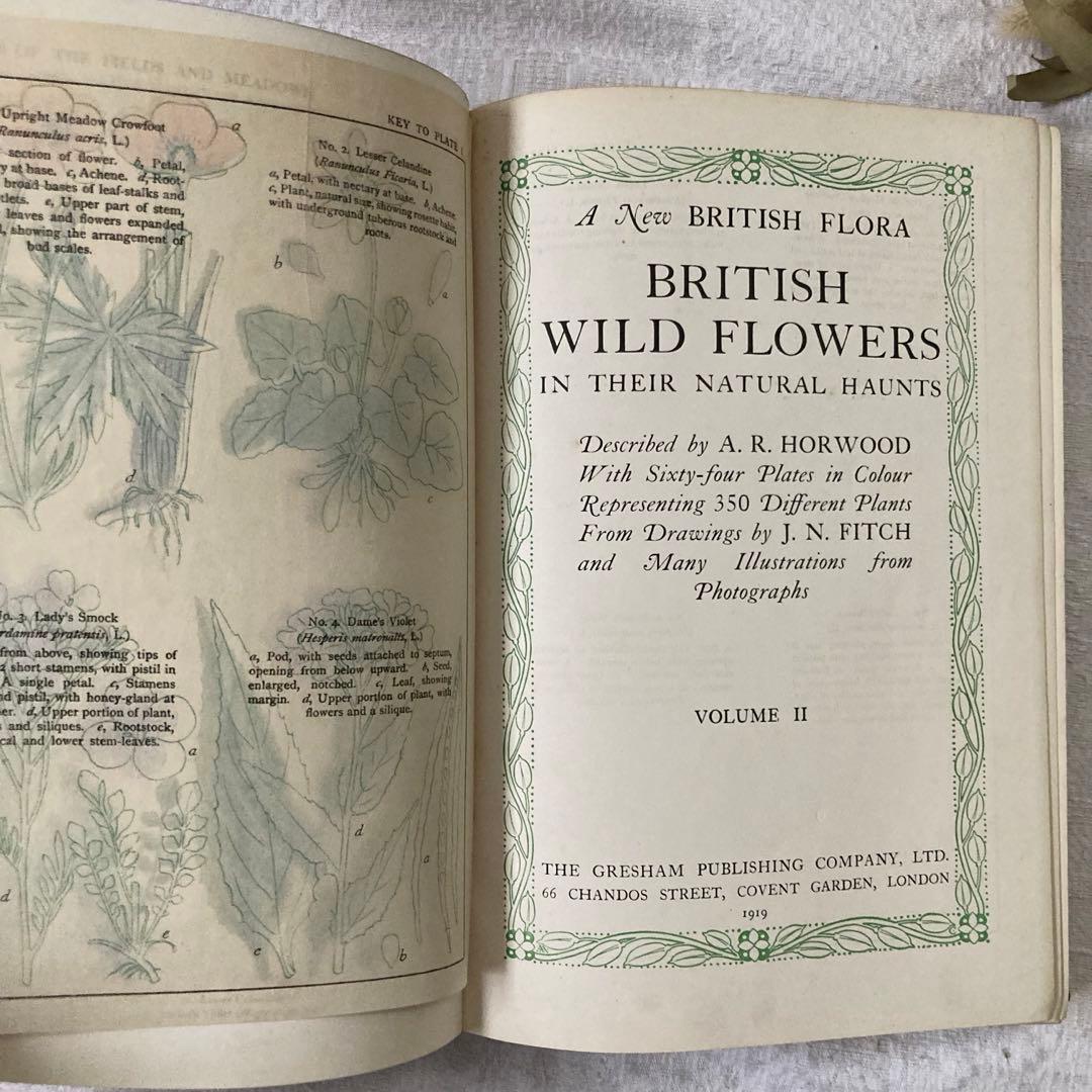 L735 1919年発行　大変希少なイギリスのアンティーク植物図鑑