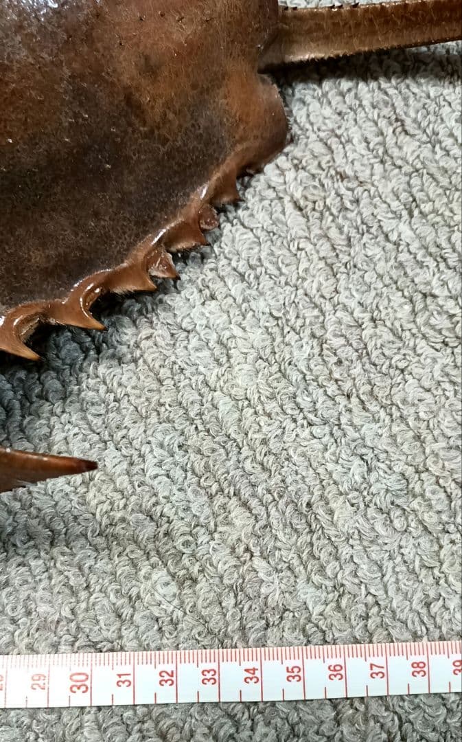 特大サイズ カブトガニ 剥製 雌 乾燥 標本 甲殻類 甲羅