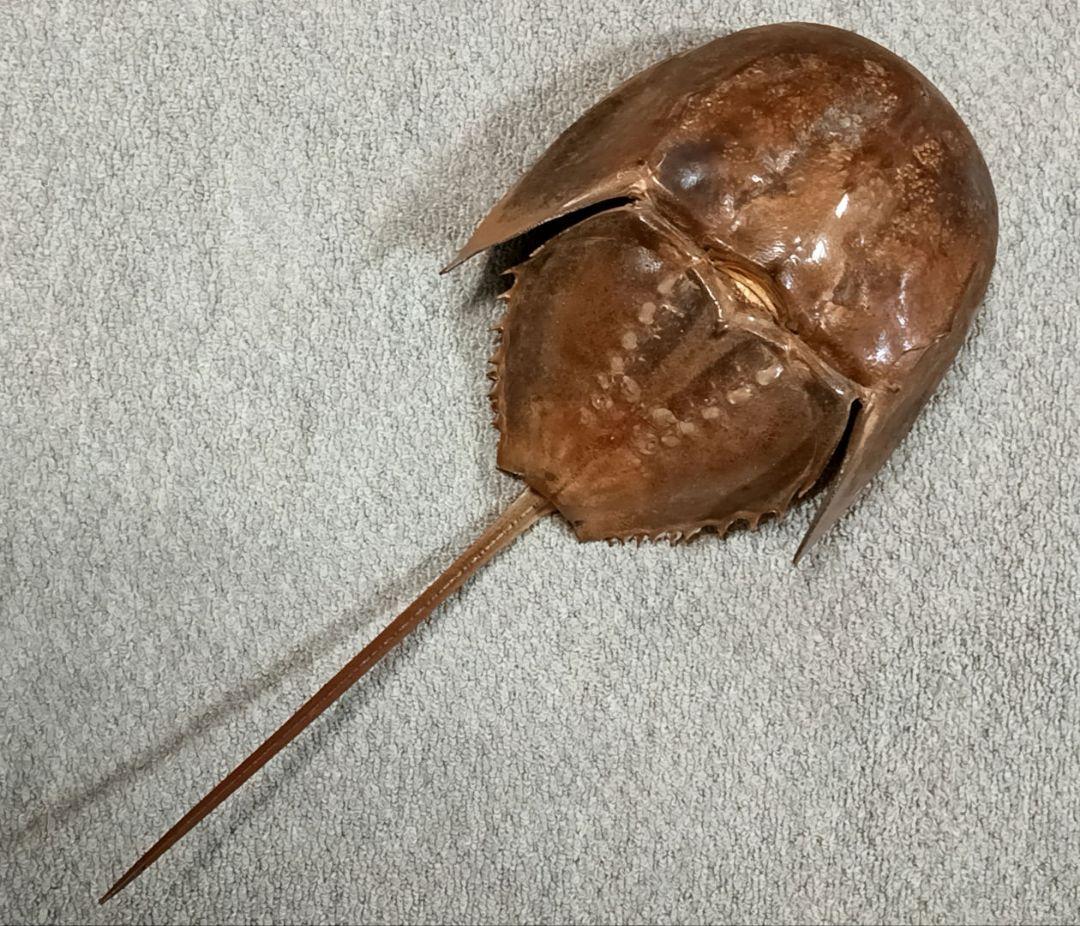 特大サイズ カブトガニ 剥製 雌 乾燥 標本 甲殻類 甲羅
