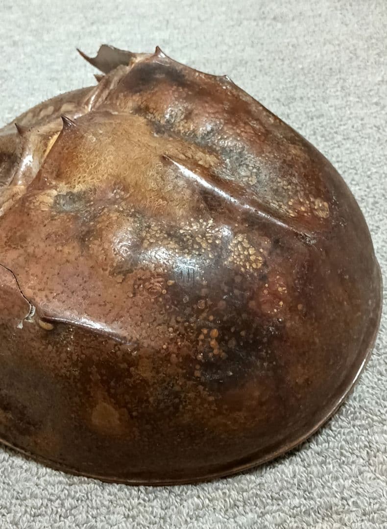 特大サイズ カブトガニ 剥製 雌 乾燥 標本 甲殻類 甲羅