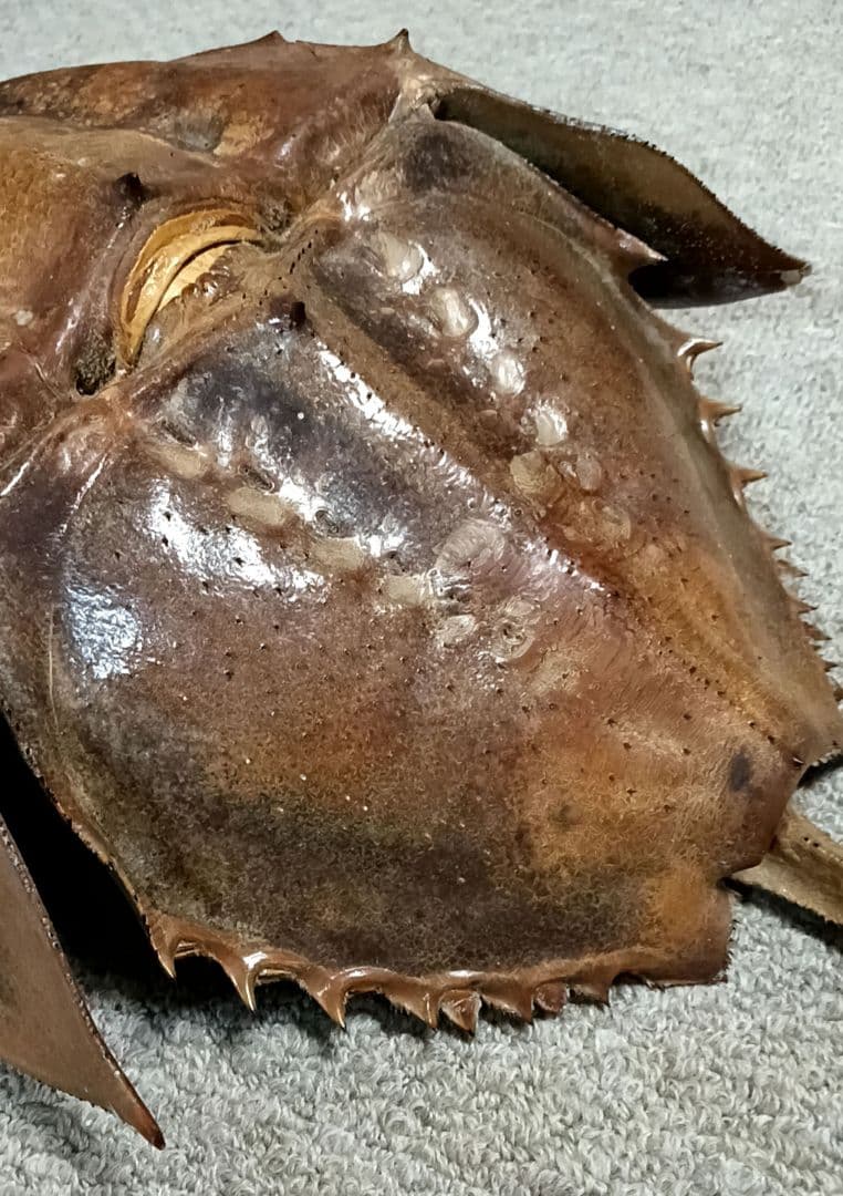 特大サイズ カブトガニ 剥製 雌 乾燥 標本 甲殻類 甲羅