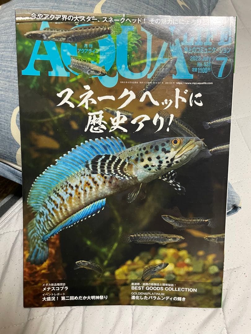 【貴重！】月刊アクアライフ スネークヘッド特集 4冊セット