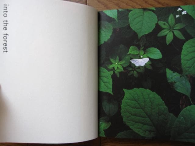 into the forest　田淵三菜　Mina Tabuchi　冊子付