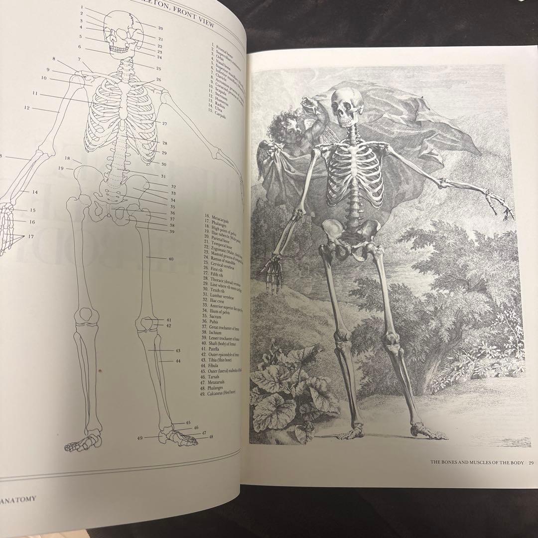 ALBINUS ON ANATOMY 入手困難本
