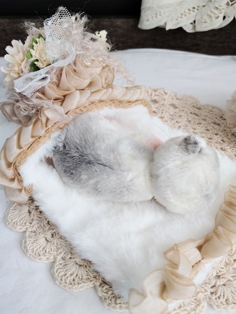 昨日生まれました♡生後１日子猫ちゃん♡おねんねセット♡アートドール♡ぬいぐるみ♡