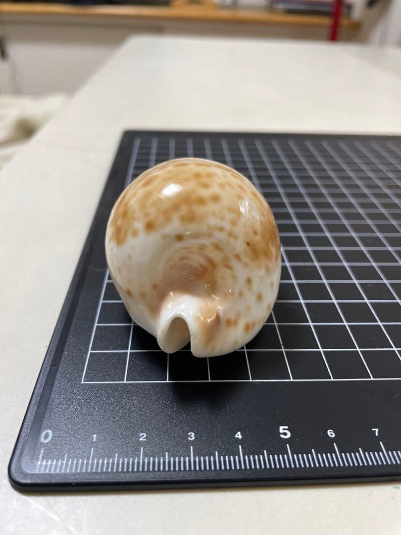 シロガネダカラ　貝殻　標本