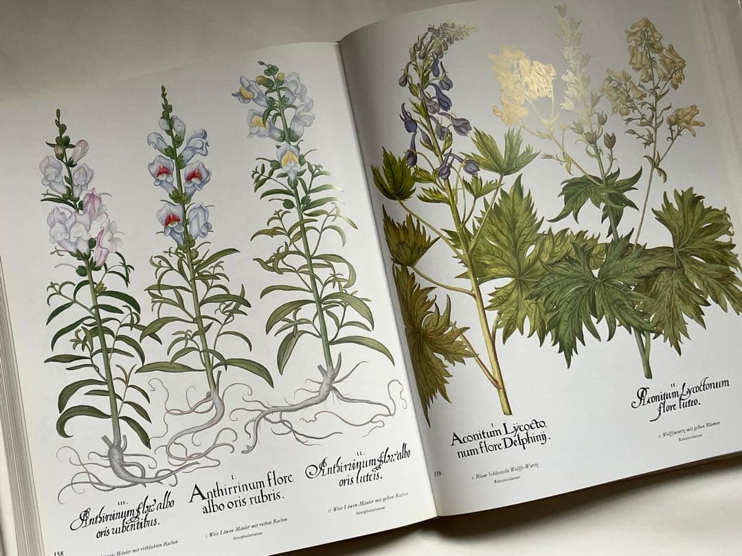 アイヒシュテットの庭園　植物画集DER GARTEN von Eichstätt