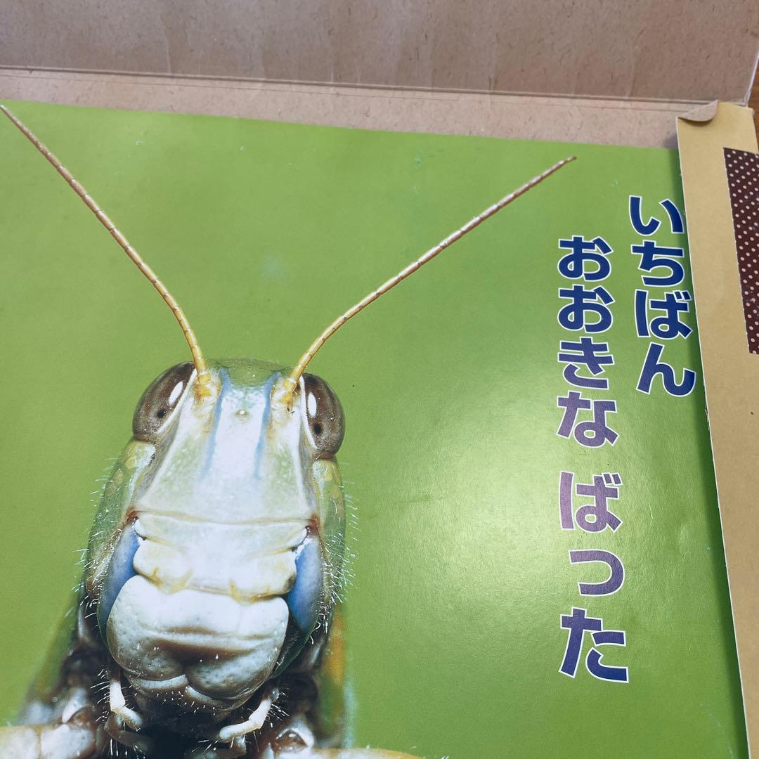 いきもの　教育画劇の紙芝居　10冊