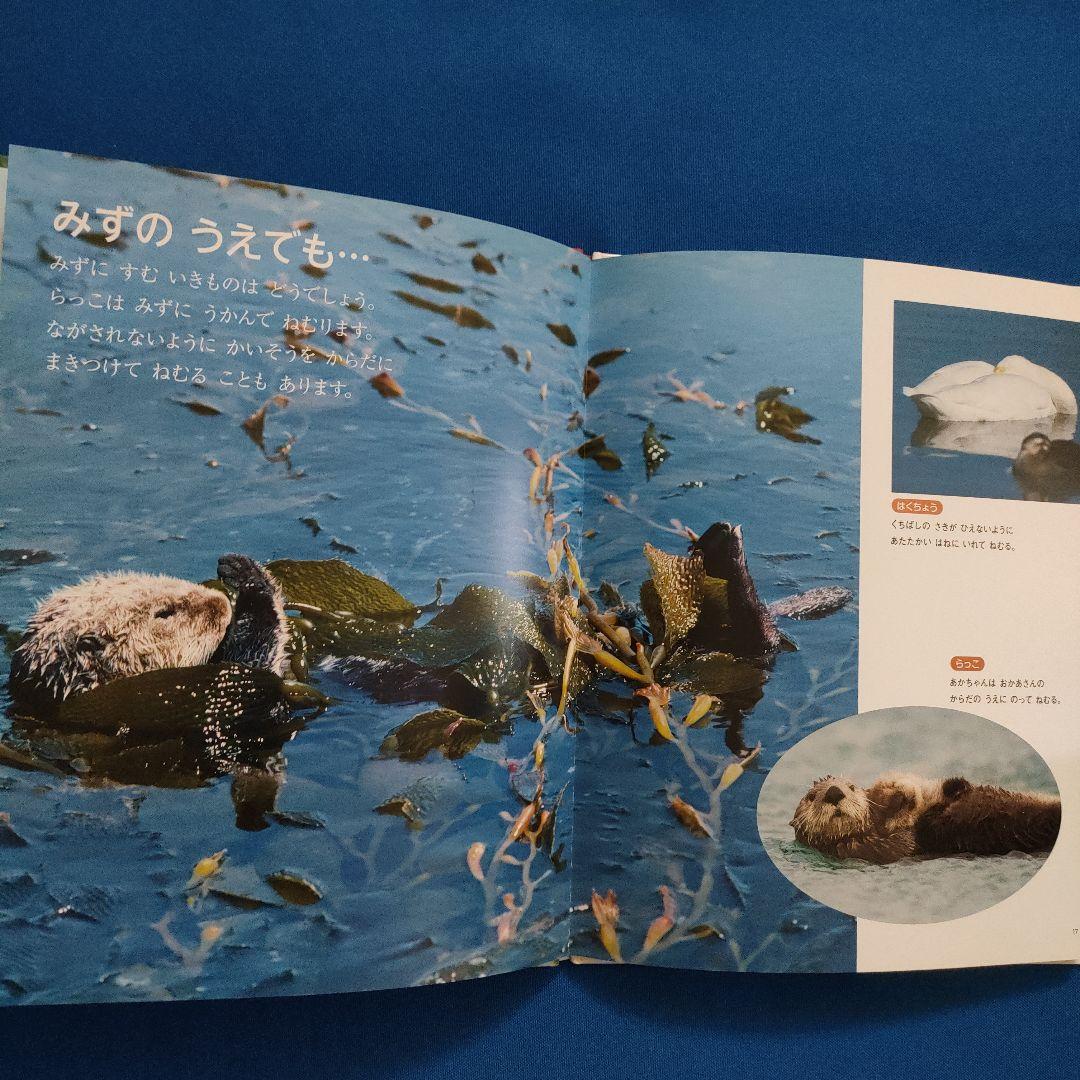 こどもとしぜん　キンダーブックしぜん　かがくのとも　ひまわり　バナナ　ねむる