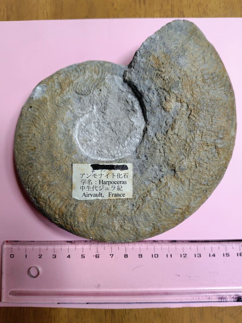 アンモナイト化石 Harpoceras 化石 フランス産 約16cm