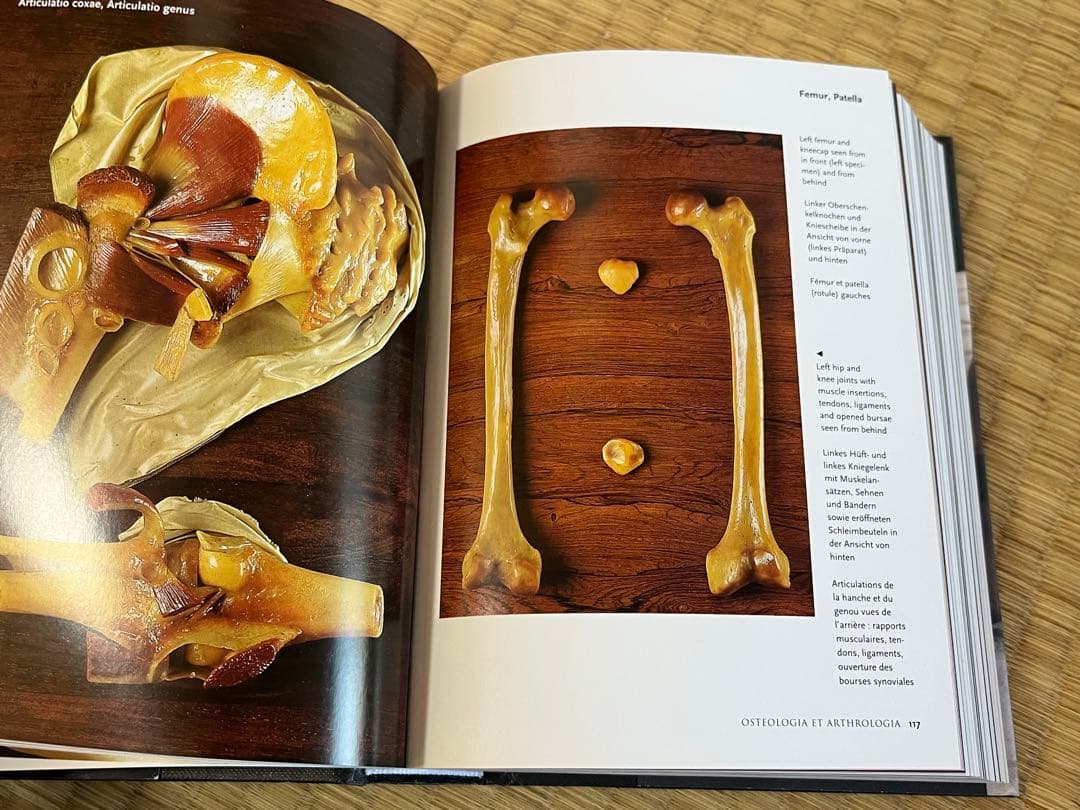 Encyclopaedia Anatomica 人体解剖学