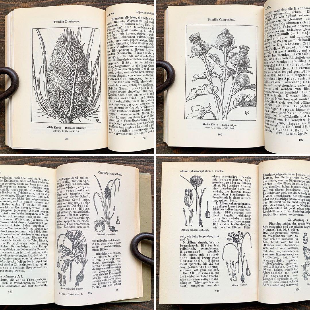 [1926年]ドイツの古い植物図鑑/植物画 ボタニカルアート アンティーク/