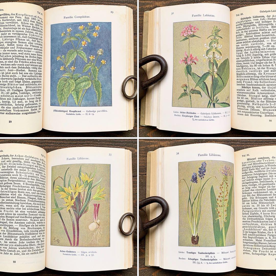 [1926年]ドイツの古い植物図鑑/植物画 ボタニカルアート アンティーク/