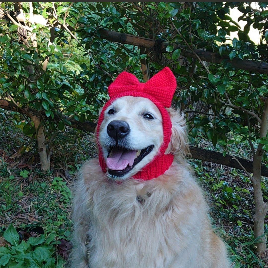 【Yy】犬の帽子　リボンの耳出しニット帽　ライトブルー