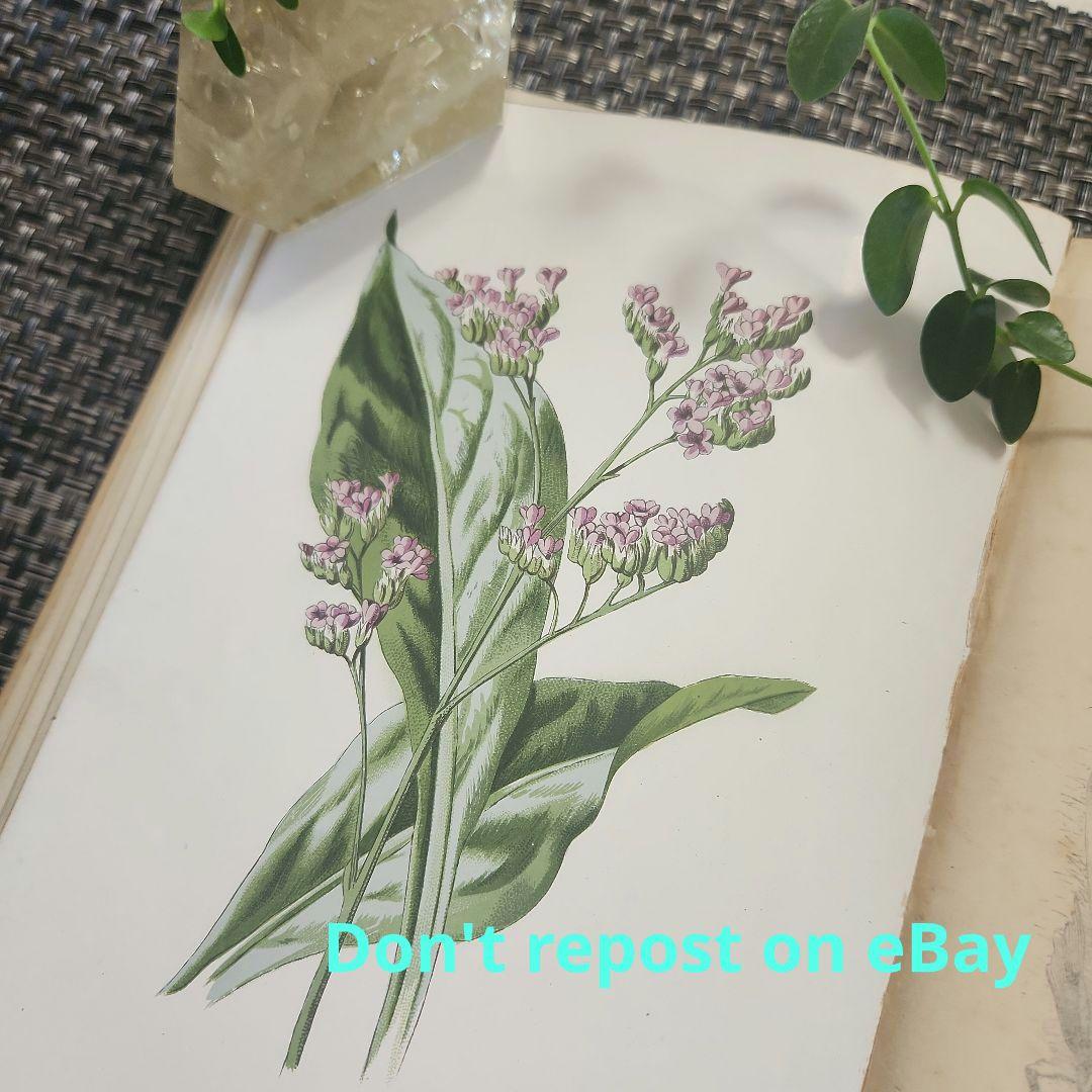 植物図鑑　洋書　古書　ボタニカルアート　アンティーク　リトグラフ　26