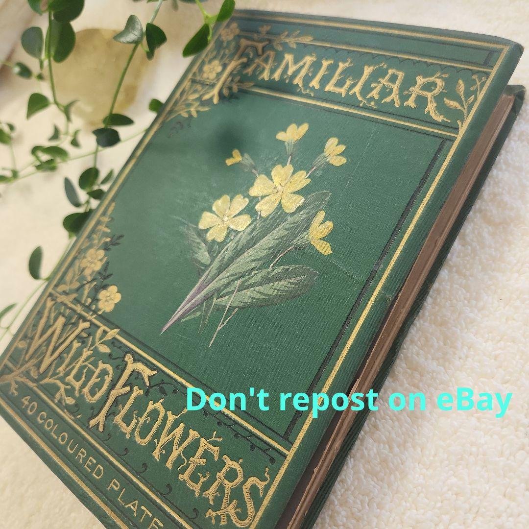植物図鑑　洋書　古書　ボタニカルアート　アンティーク　リトグラフ　26