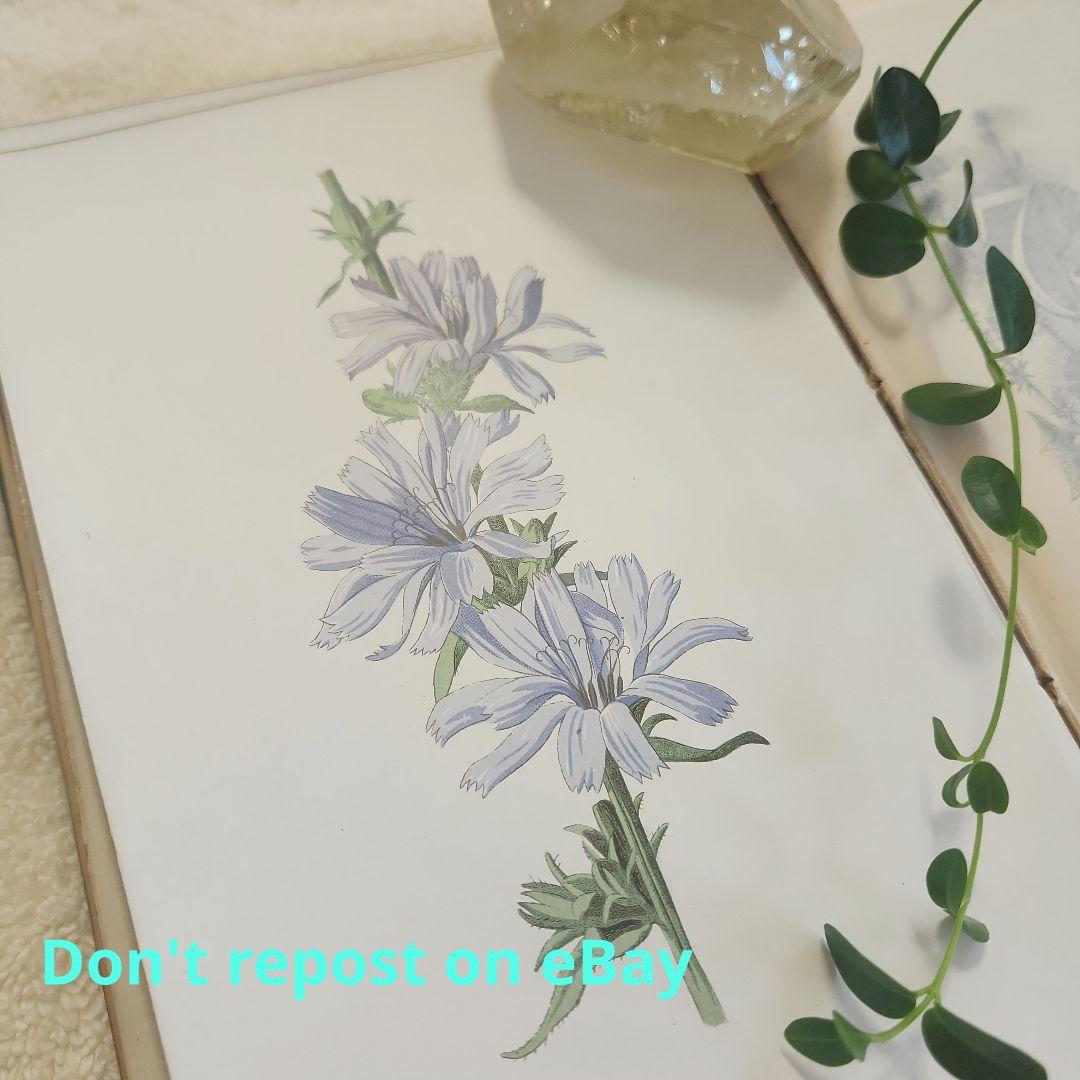 植物図鑑　洋書　古書　ボタニカルアート　アンティーク　リトグラフ　26