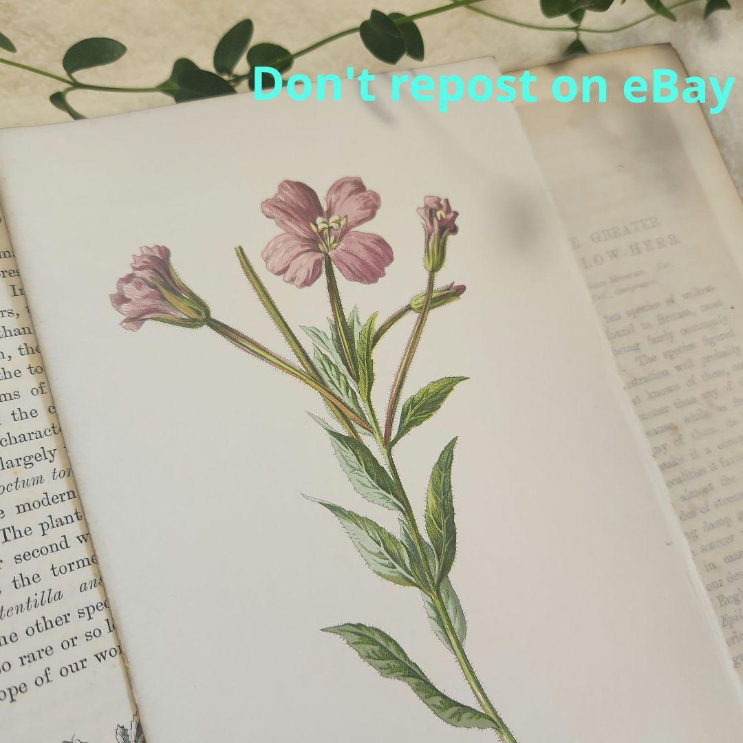 植物図鑑　洋書　古書　ボタニカルアート　アンティーク　リトグラフ　26