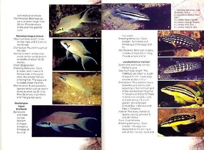 タンガニイカ シクリッド 自然図鑑 Tanganyika Cichlids 洋書