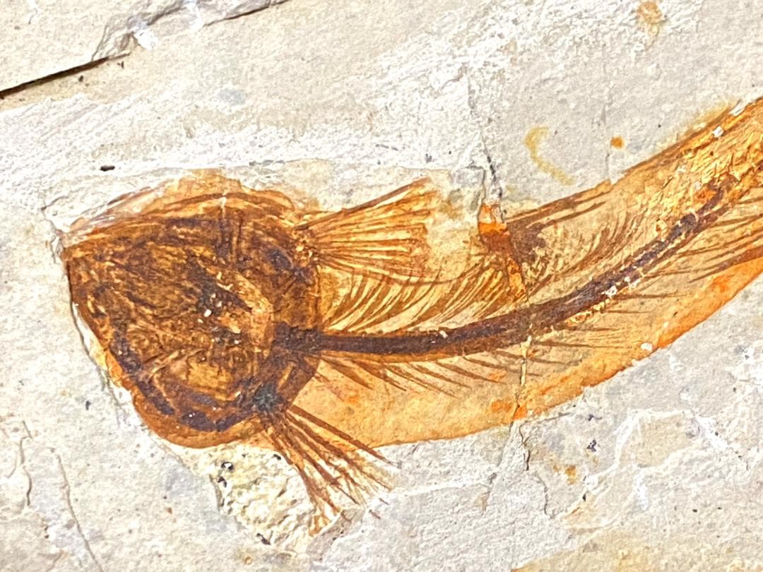 マルキュー　狼鰭魚（Lycoptera）化石・10-1　　他7点