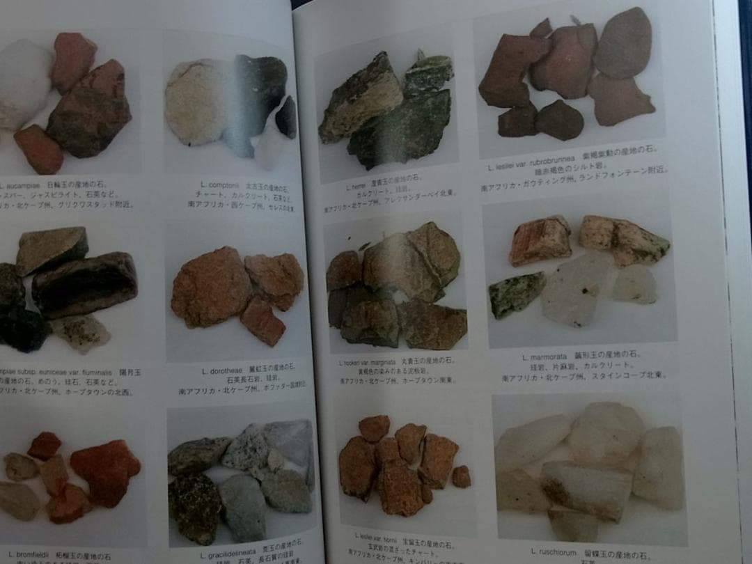 生ける宝石リトープス