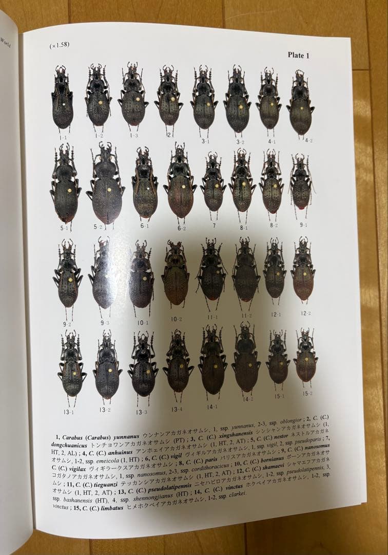 【新品未使用】世界のオサムシ大図鑑（月刊むし・昆虫大図鑑シリーズ2）お値下げ不可