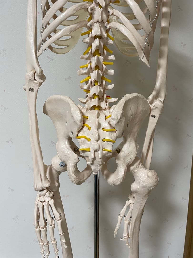 180cm 人体模型 教育用