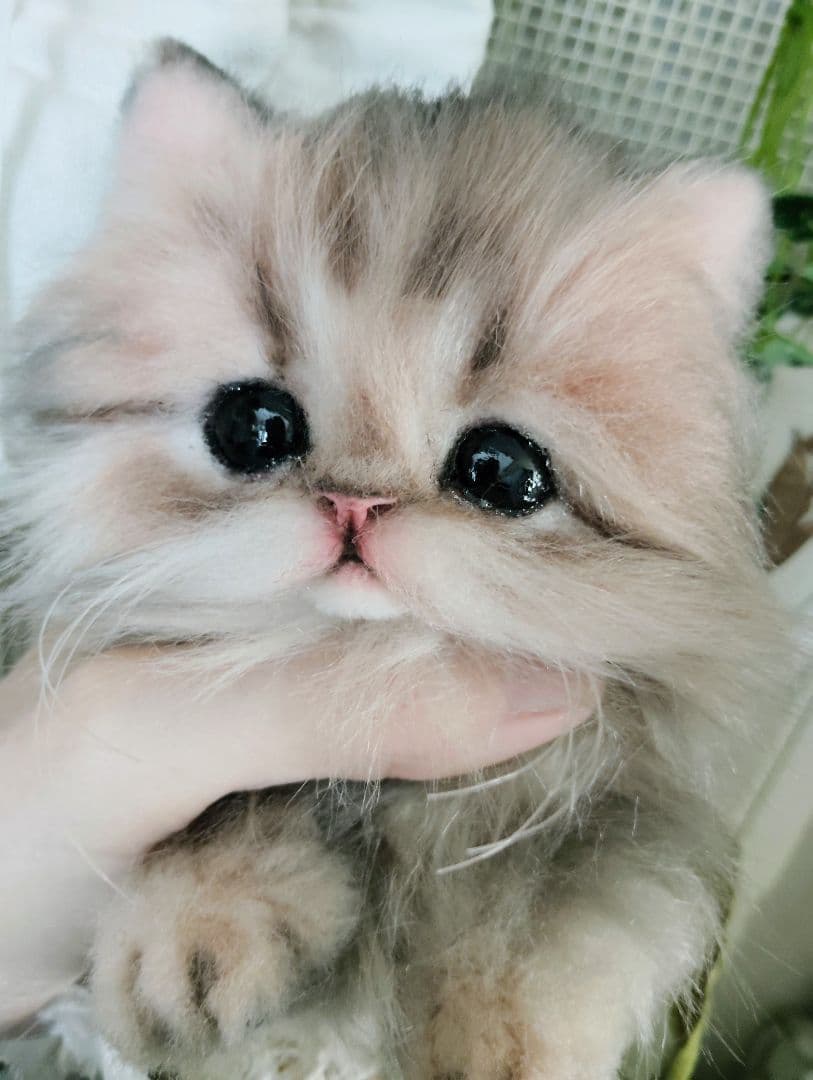 チンチラゴールデン子猫♡まこちゃん♡アートドール♡ぬいぐるみ♡