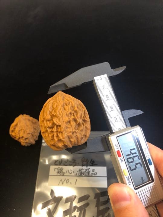 遊び胡桃 厳選品 野生 鶏心（とりごころ）No.1 くるみ 趣味 コレクション