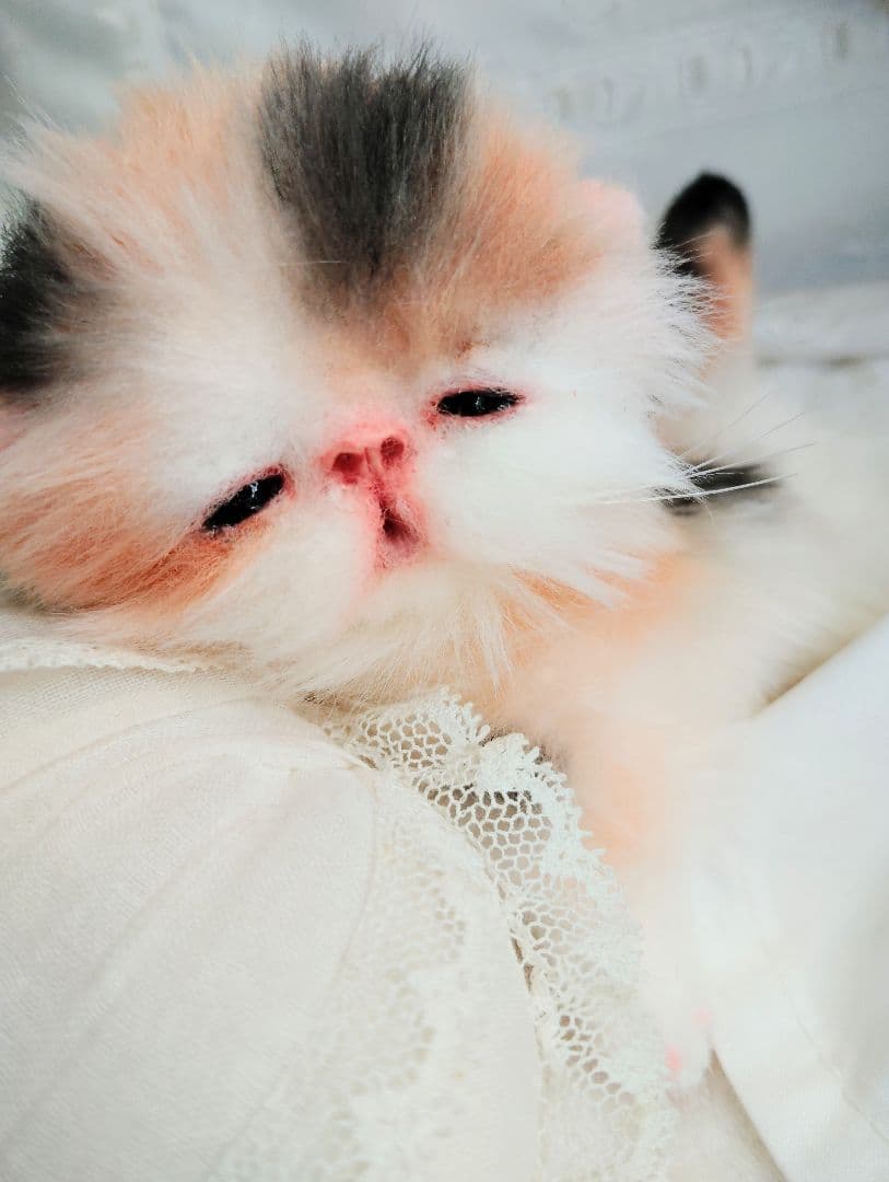 さんごやま様❤オーダー♡ほにゃほにゃ〜キャリコ子猫ちゃん♡アートドールぬいぐるみ