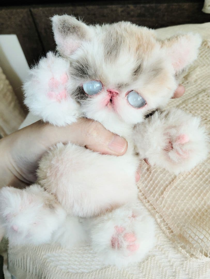 おふぅちゃん❤オーダー❤双子の子猫ちゃん♡アートドール♡ぬいぐるみ♡