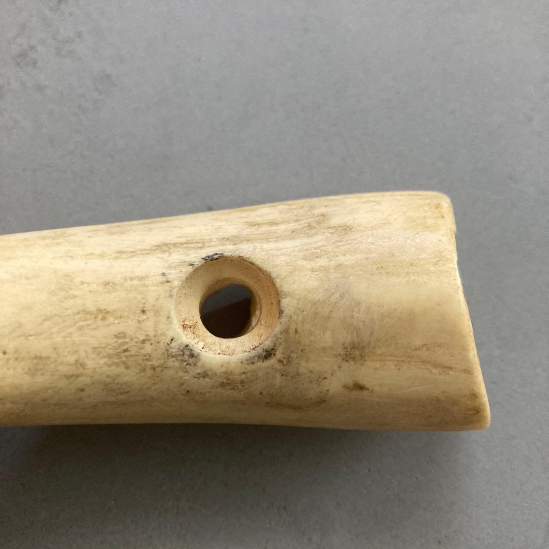 鯨歯？